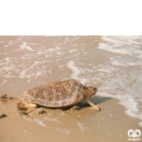 گونه لاکپشت سرخ Loggerhead Sea Turtle